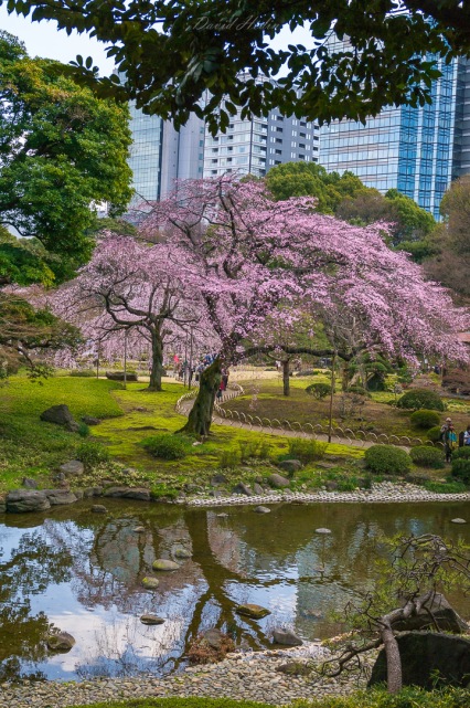 Jardin Koishikawa Kôrakuen